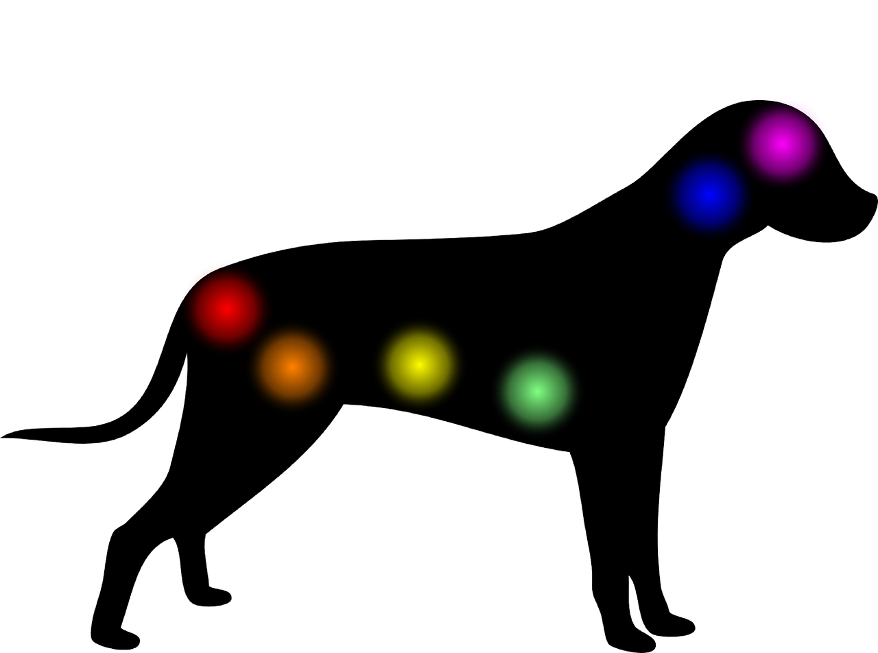 Chakras en animales domésticos, ubicación y terapias alternativas